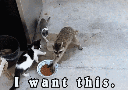 Raccoon Wants Cat Food Gets Cats Food. GIF Racoon I Want This Thief Discover Share GIFs