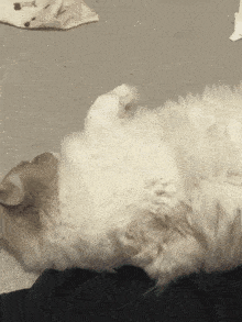 a fluffy white cat is laying on its back