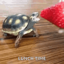 turtle turtle day strawberry lunch time animals