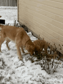 Cute Dogs Who Let The Dogs Outut GIF - Cute Dogs Who Let The Dogs Outut Golden Retriever GIFs