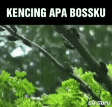 Bossku Water GIF - Bossku Water Bugs GIFs