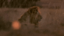 Lion Animal GIF - Lion Animal Nature GIFs