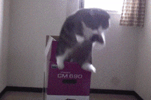 Cat Box GIF - Cat Box Jump GIFs