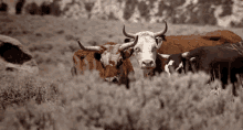 Stare GIF - Cow Cows Stare GIFs