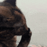 a close up of a cat scratching its face with its paw