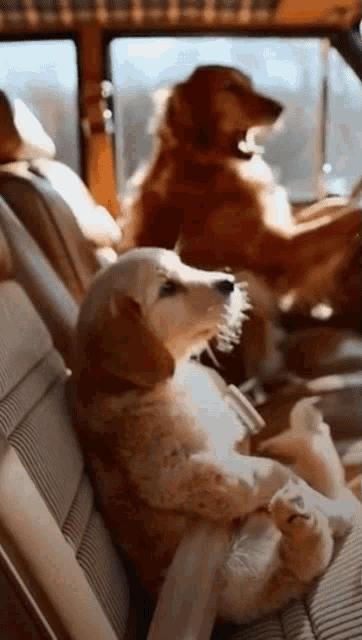 Pet Lover GIF - Pet Lover Dog GIFs