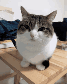 Wawa Cat GIF - Wawa Cat GIFs