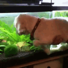 Funny Animals Dogs GIF - Funny Animals Dogs Swimming GIFs