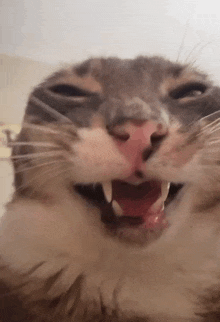 a close up of a cat 's face with its mouth open and its teeth showing .
