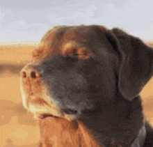 a close up of a dog 's face with a blurry background