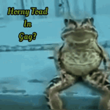 Horny Toad Frog GIF - Horny Toad Frog GIFs