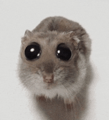 Sad-hamster Hampter GIF