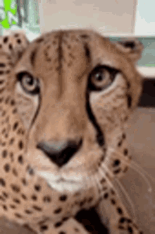 Cheetah Animals GIF - Cheetah Animals Cute GIFs