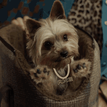 Dog Axe Hey Deal With It GIF - Dog Axe Hey Deal With It GIFs