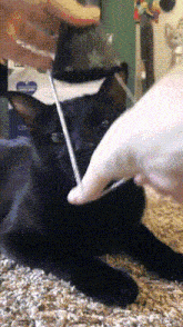 Black Cat Angry Cat GIF - Black Cat Angry Cat Happy Birthday GIFs