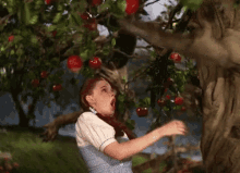 Tree'S Not Having It GIF - The Wizard Of Oz Dorothy No Touching GIFs