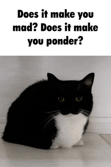 a black and white cat with the words " does it make you mad ? does it make you ponder ? " above it