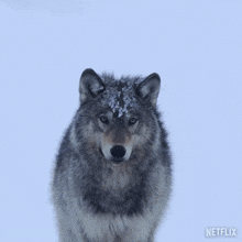 Airplane Ears Our Living World GIF