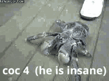 Coconut Crab Insane GIF - Coconut Crab Insane Crab GIFs