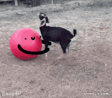 Goat Playing GIF - Goat Playing Ball GIFs