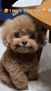 Dog Toy GIF - Dog Toy Poodle GIFs