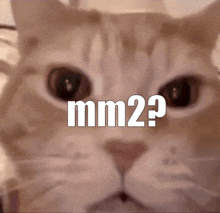 Cat Funny Cat GIF - Cat Funny Cat Cat Meme GIFs