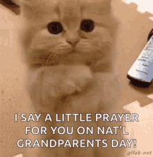 kitten love cat praying for you happy national grandparents day