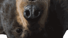 Stare At You Cocaine Bear GIF - Stare At You Cocaine Bear Eating Cocaine GIFs
