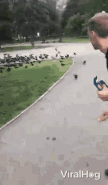 chase viralhog pigeon bird flock