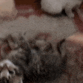 a person is petting a cat on its back on the floor .