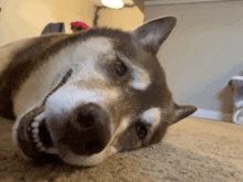 a husky dog laying on the floor with its mouth open and teeth showing