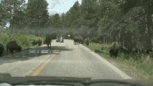 American Bison In The Streets Of Black Forest GIF - Bison Roads Street GIFs