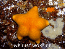 Twerking Starfish GIF - Twerking Starfish Butt GIFs