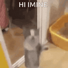 Imine Hi GIF - Imine Hi Cat Jumping GIFs