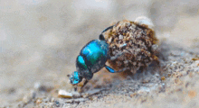 Sisyphus Beetle Funny Beetle GIF - Sisyphus Beetle Beetle Funny Beetle GIFs