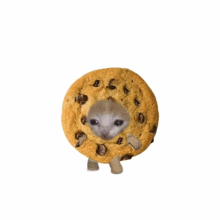 Cat Cookie GIF - Cat Cookie GIFs