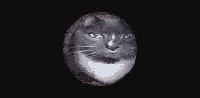 Cat Cat Globe GIF