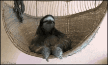 Sloth Deal With It GIF - Sloth Deal With It GIFs