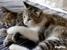 cat hug love cuddle snuggle