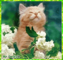 Mrgeekyle Kitten GIF - Mrgeekyle Kitten Cute GIFs