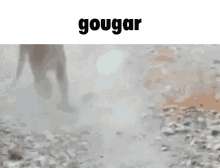 Gougar Gouger GIF - Gougar Gouger Cougar GIFs