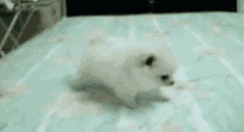 Spitz GIF - Puppy Cute Adorable GIFs