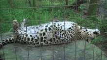 leopard yawn silly cute