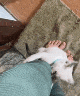 a person is holding a white kitten on their leg .