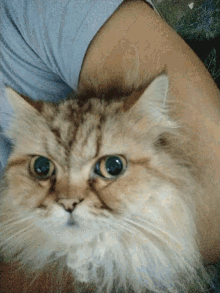 a cat with green eyes is laying on a person 's shoulder