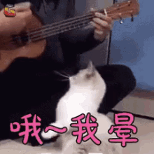 猫咪 弹琴 尤克里里 GIF - Cat Kitten Ukulele GIFs