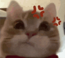 a close up of a cat with hearts painted on its ears .