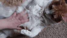 a person is petting an orange and white cat laying on its back on the floor .