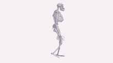 Skeleton Monkey GIF - Skeleton Monkey Australopithecus GIFs