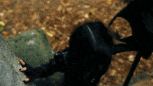 a woman with black nails is climbing up a rock